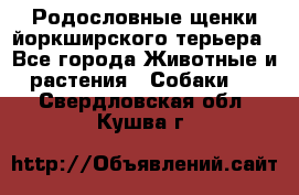 Родословные щенки йоркширского терьера - Все города Животные и растения » Собаки   . Свердловская обл.,Кушва г.